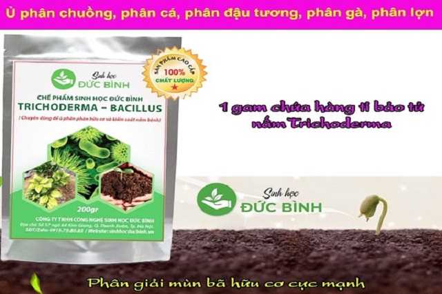 Những yếu tố ảnh hưởng đến hiệu quả của Trichoderma