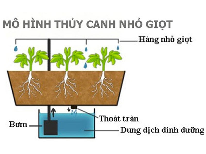 Giải đáp thắc mắc thường gặp về thủy canh