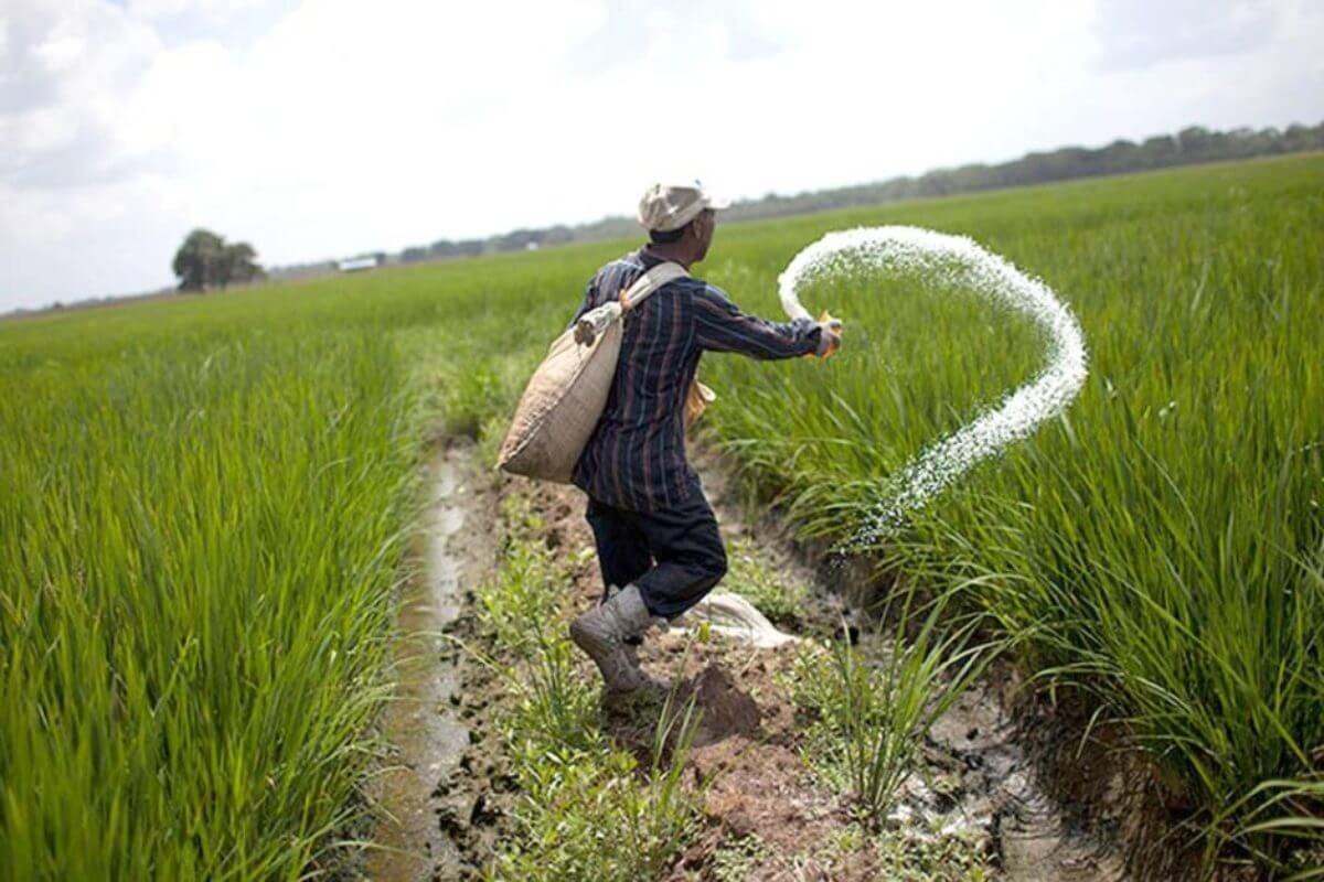 Những lưu ý khi sử dụng phân bón kali để tránh tác hại cho cây và môi trường