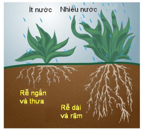 Các yếu tố ảnh hưởng đến sự phát triển của cây con từ hạt giống (Đất, Nước, Phân bón, Thời tiết)