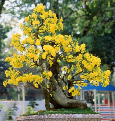 Hoa mai bonsai: nghệ thuật tạo hình và cách chăm sóc