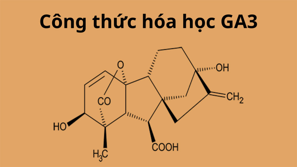 GA3 so với các chất điều hòa sinh trưởng khác: Ưu điểm và nhược điểm