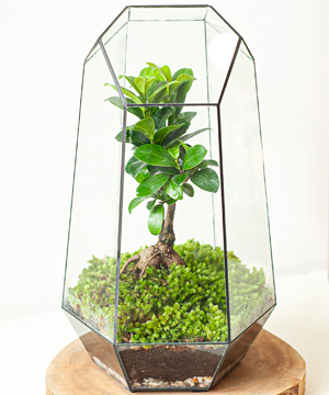 Mua terrarium ở đâu? Giá cả và các loại terrarium bán sẵn trên thị trường