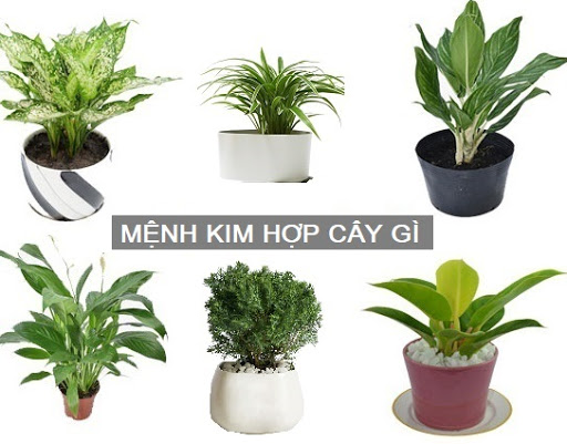 Mệnh Kim hợp cây gì