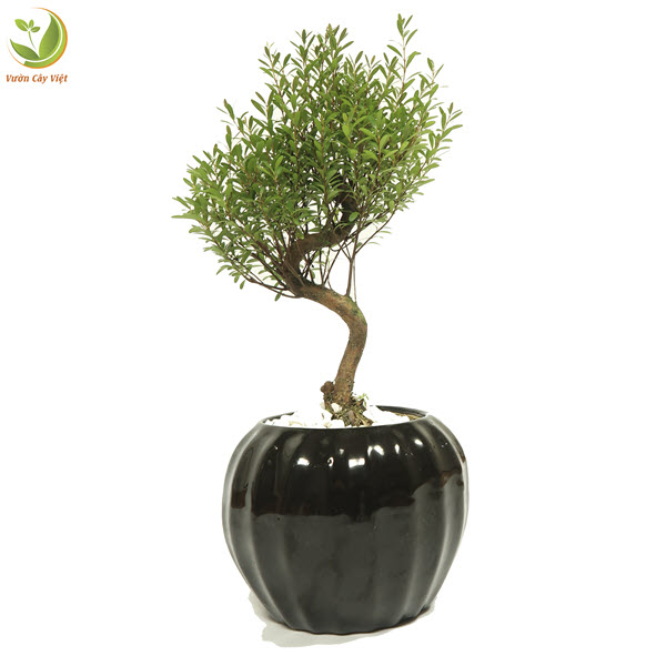 Cây Nhất Chi Mai bonsai