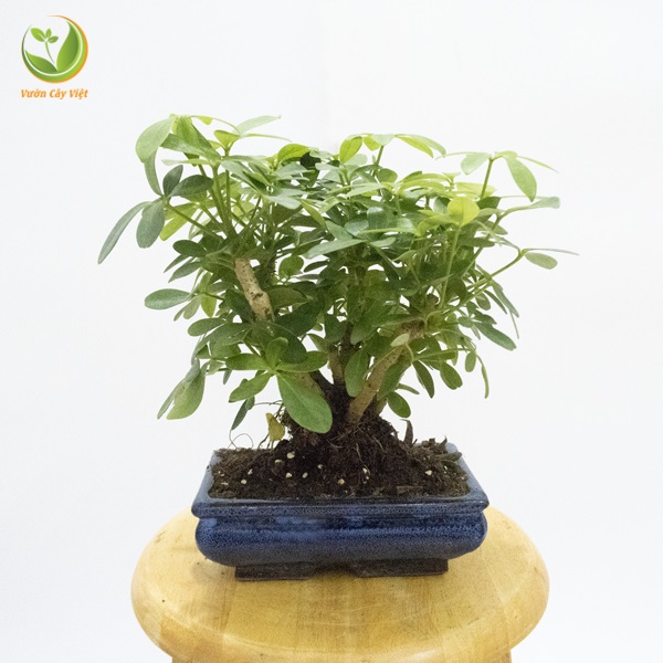 Cây Ngũ Gia Bì bonsai