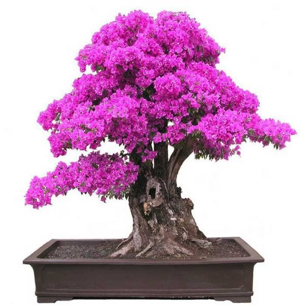 Cây Hoa Giấy bonsai