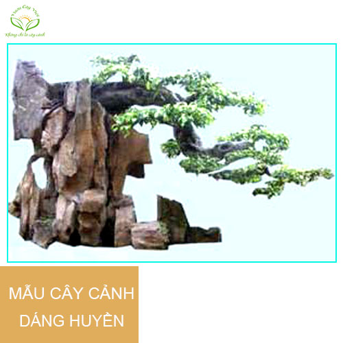 caysanhbonsaidanghuyen