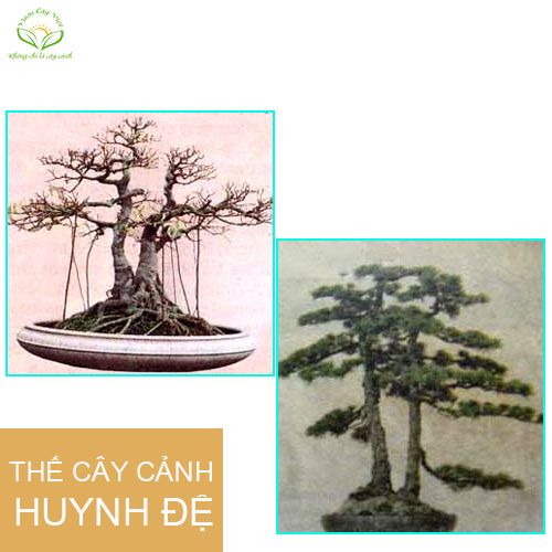 caycanhbonsaithehuynhde