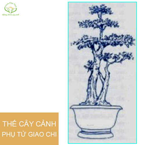 caycanhbonsaithephutugiaochi