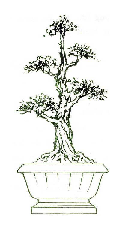 20 thế cây bonsai cổ điển, thu hút các nghệ nhân hiện nay