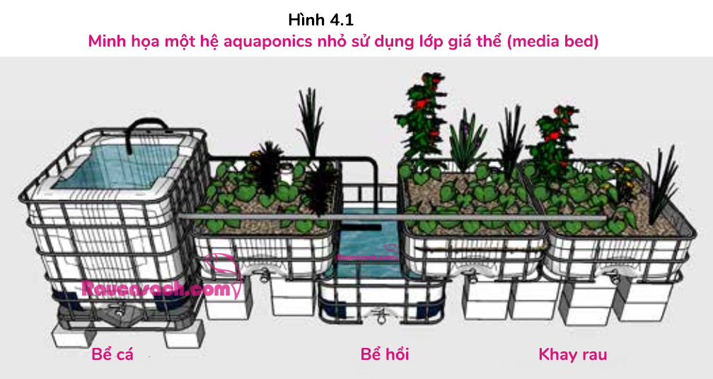 Các thành phần chính của một hệ thống Aquaponics đơn giản tại nhà