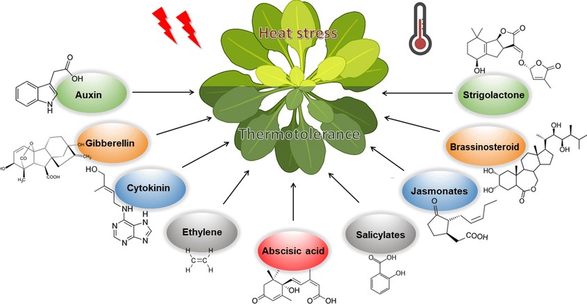 Sinh tổng hợp và phân giải Auxin trong cây