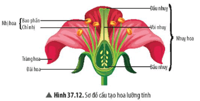 Vị trí của bao phấn trên nhị hoa và mối quan hệ với các bộ phận khác của hoa