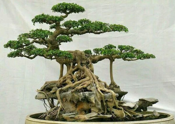 Cách chọn và tạo dạng trồng cây bonsai