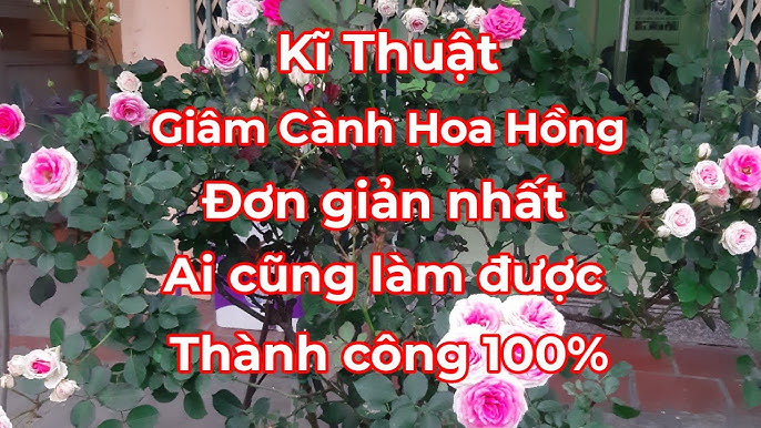 Hướng dẫn chi tiết cách làm hoa hồng bằng cành tăm: bước cơ bản