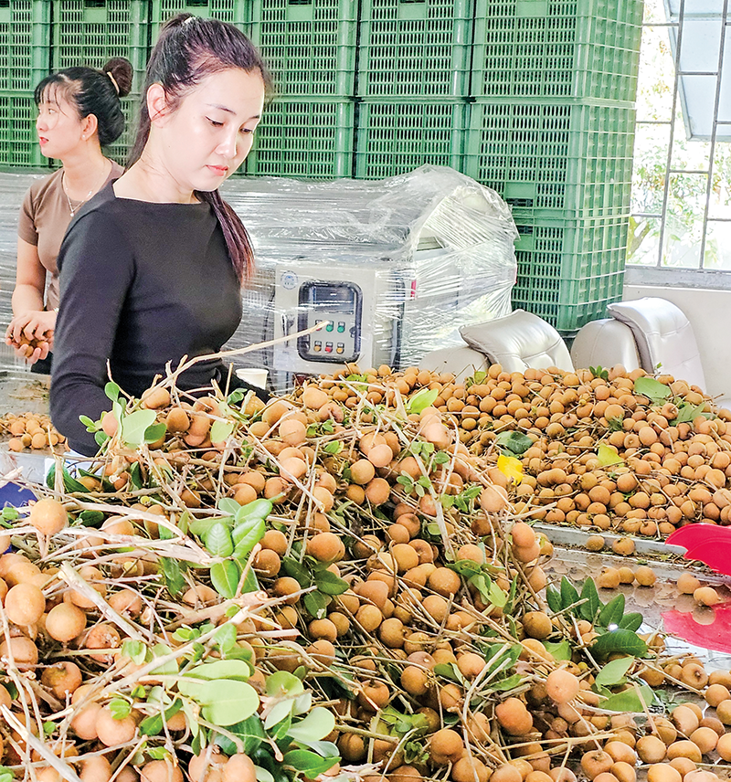 Thị trường cây ăn quả hiện nay và xu hướng phát triển