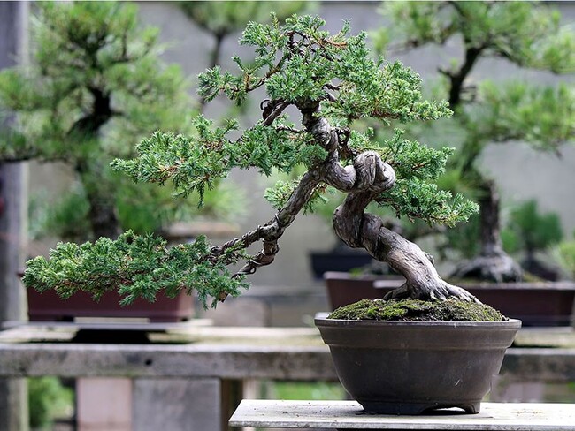 Trồng và chăm sóc cây Bonsai: Hướng dẫn cơ bản