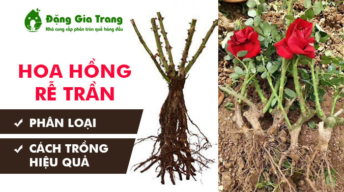 Kỹ thuật trồng hồng rễ trần: Thời vụ và chuẩn bị đất trồng