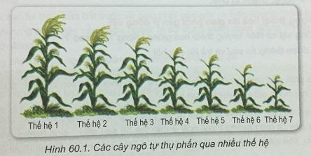 Ứng dụng của tự thụ phấn trong nông nghiệp và lai tạo giống