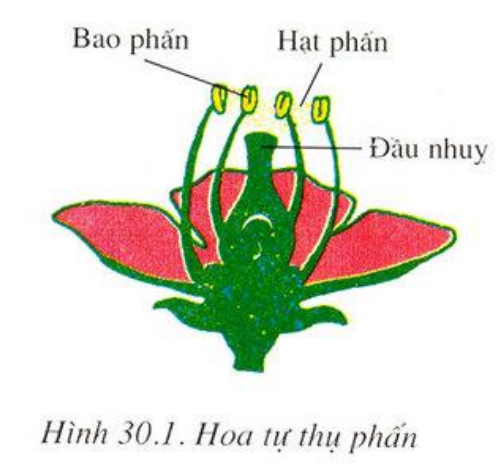 Sự khác biệt giữa cây tự thụ phấn và cây giao phấn