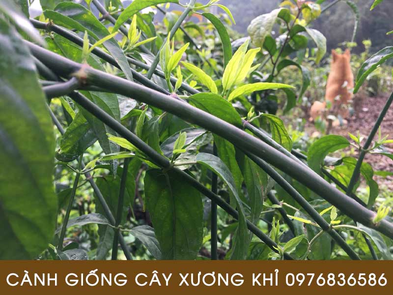 Nhân Giống Cây Xương Khỉ Hiệu Quả