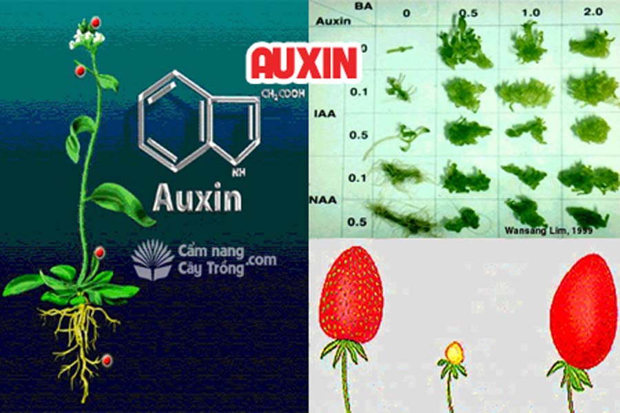 Ứng dụng của chất điều hòa sinh trưởng trong nông nghiệp