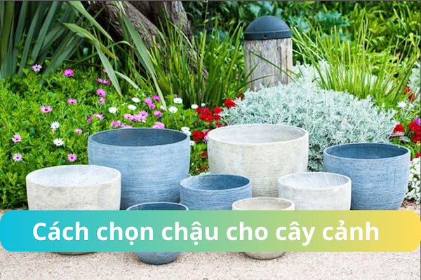 Chọn chậu cây cảnh phù hợp với loại cây và môi trường