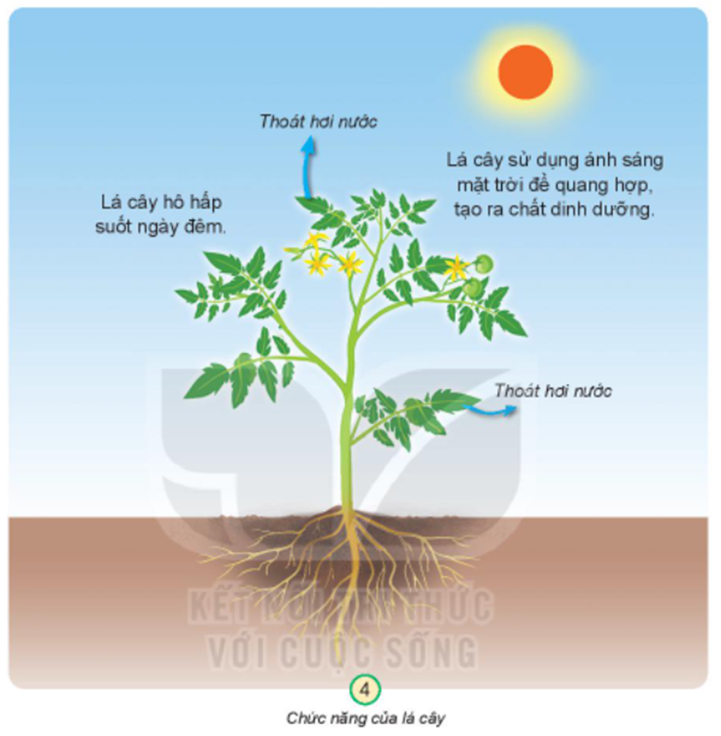 Chức năng của lá cây (Leaf Function): Quang hợp