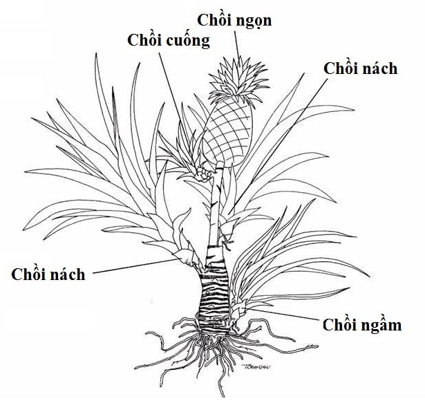 Chồi nách và chồi đỉnh: sự cạnh tranh và tương tác