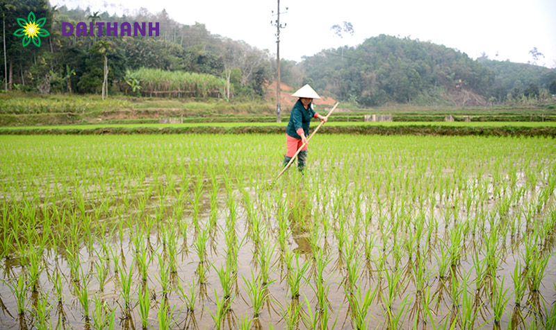 Biện pháp phòng trừ cỏ dại hiệu quả: Thuốc diệt cỏ và phương pháp hữu cơ