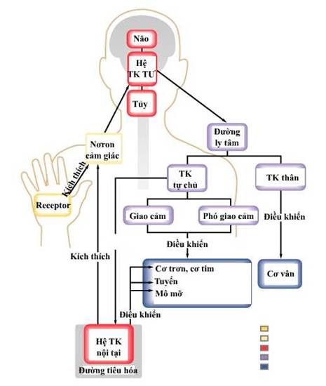 Cơ chế điều khiển hoạt động của cơ trơn: Hệ thần kinh tự chủ và các chất trung gian