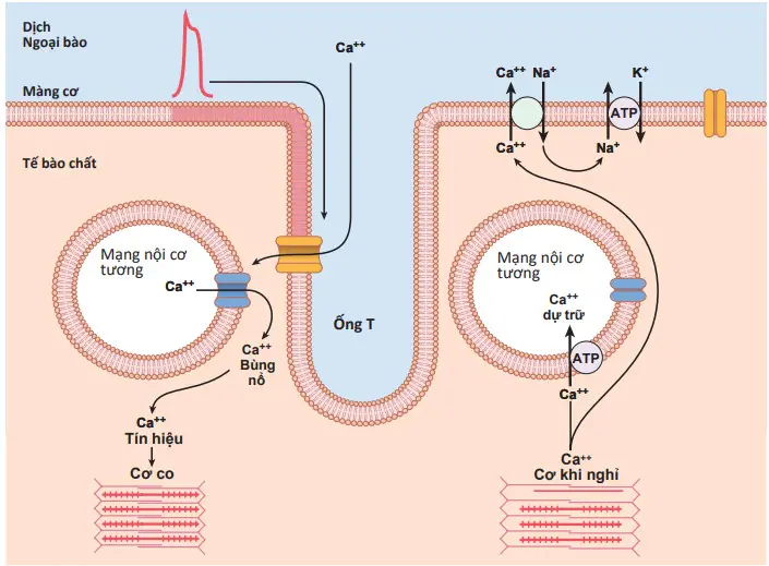 Vai trò của Calcium và ATP trong co thắt cơ trơn