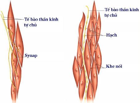 Chức năng của cơ trơn trong các hệ cơ quan