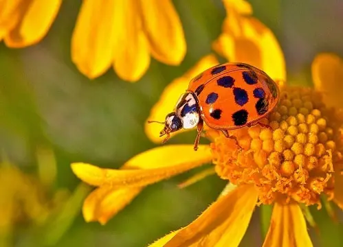 Cách thu hút bọ rùa vào vườn (Attracting Ladybugs to Your Garden)