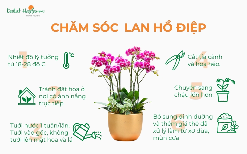 Cách chăm sóc để cuống hoa khỏe mạnh và phát triển tốt