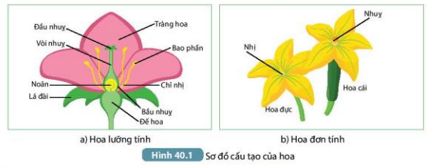 Các loại cuống hoa và đặc điểm trên các loài cây khác nhau