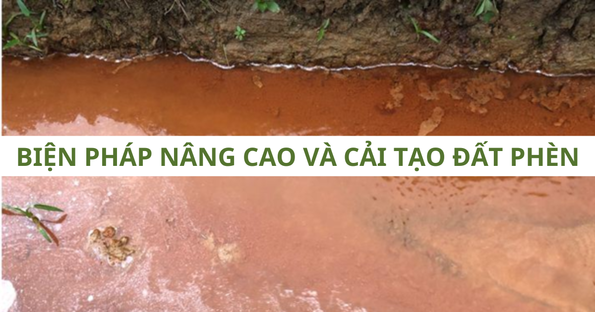 Cải tạo đất phèn: Phương pháp hiệu quả và lựa chọn phù hợp