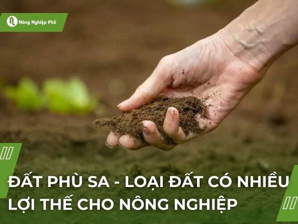 Ứng dụng của đất phù sa trong nông nghiệp