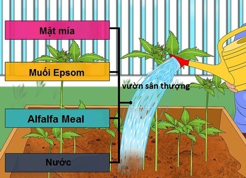 Độ phì nhiêu của đất thịt và phân bón phù hợp