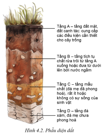 Thành phần và cấu trúc của đất trồng: ảnh hưởng đến độ phì nhiêu