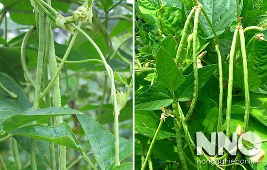 Giá trị dinh dưỡng của đậu đũa (Yardlong bean nutrition) – Ăn đậu đũa tốt cho sức khỏe như thế nào?