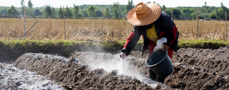 Cách cải thiện độ phì đất: Sử dụng phân bón hợp lý và các biện pháp canh tác bền vững