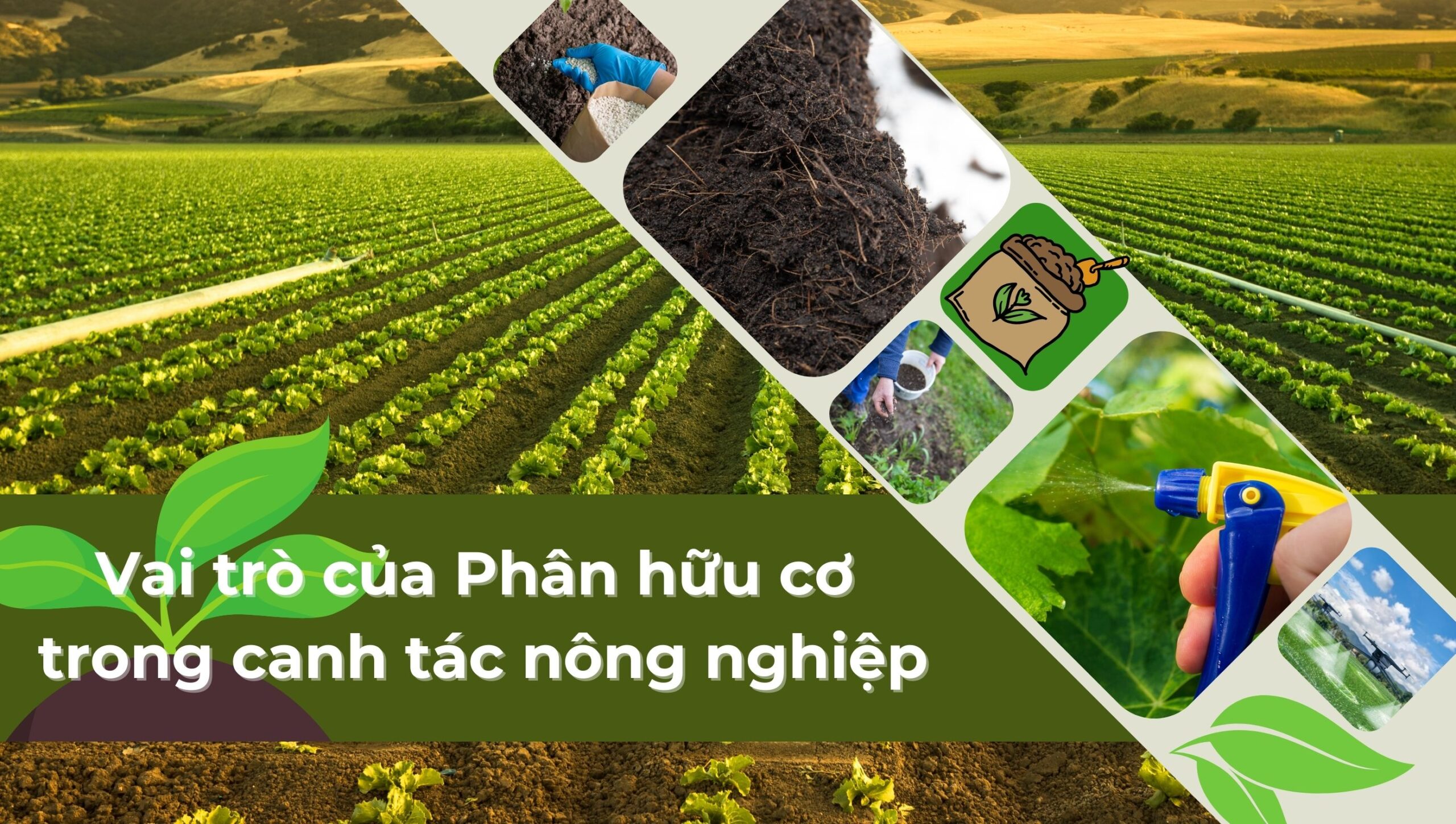 Thành phần dinh dưỡng đất và vai trò của chúng