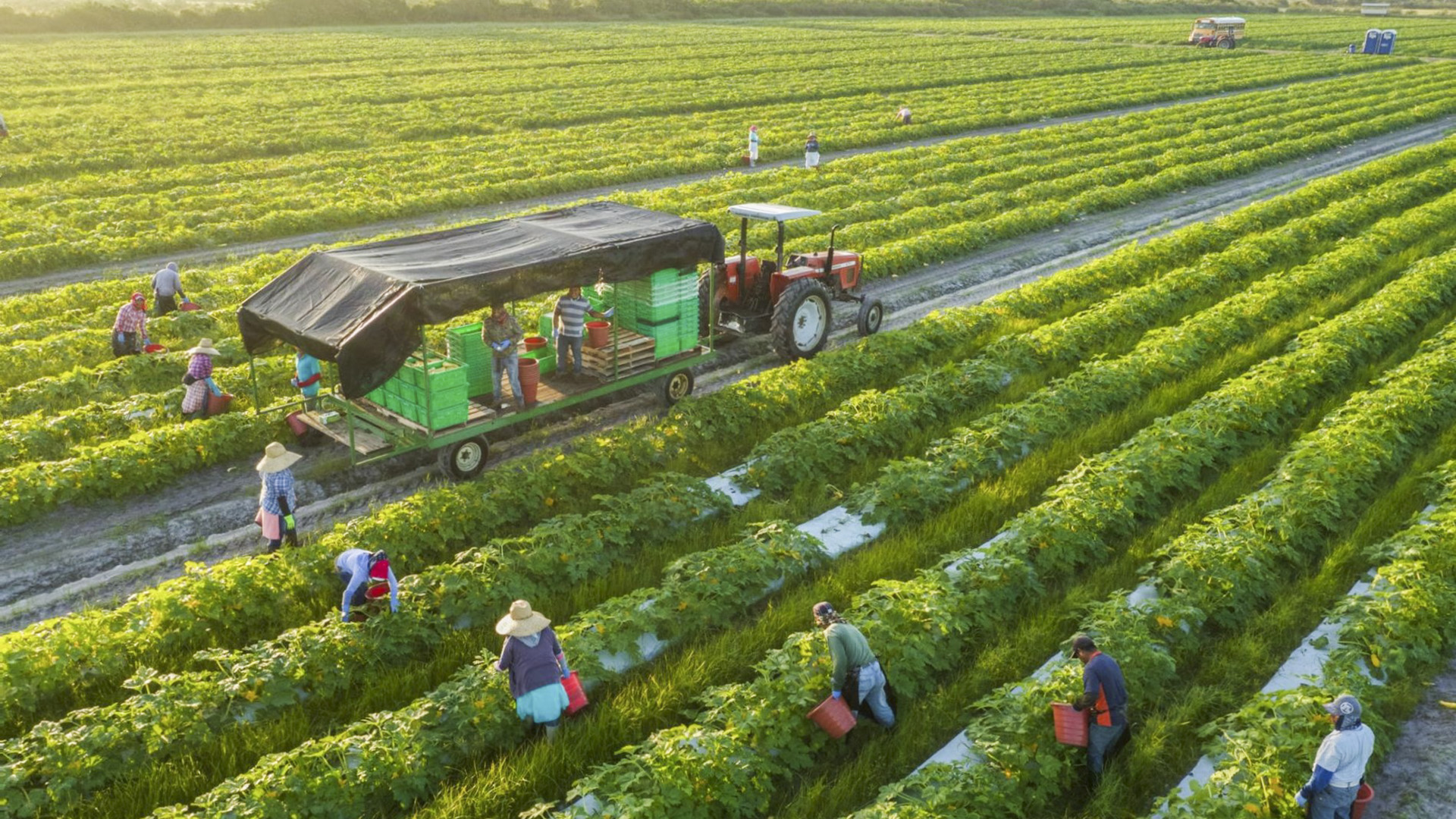 Quản lý và đầu tư vào trang trại: Khía cạnh kinh doanh và công nghệ