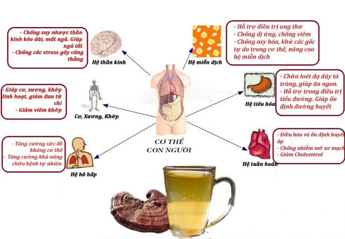 Tác dụng của nấm đối với sức khỏe con người