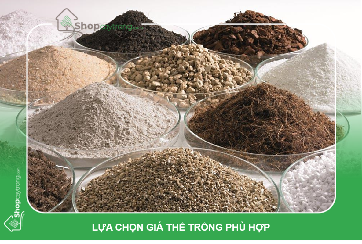 Chọn giá thể phù hợp với từng loại cây trồng