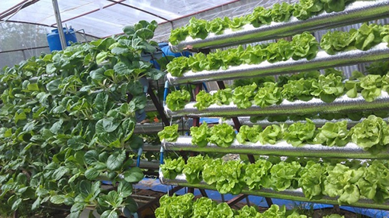 Các loại hệ thống thủy canh phổ biến: NFT, DWC và Aeroponics