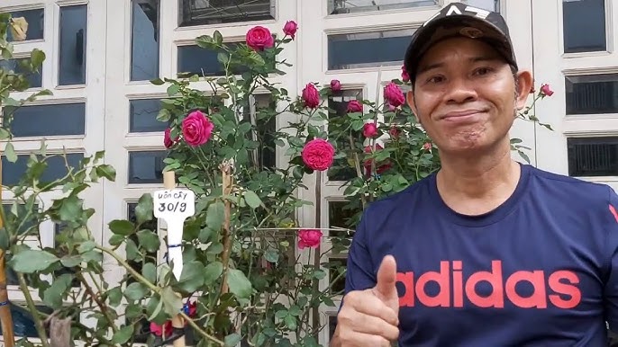 Cách Trồng Và Chăm Sóc Hoa Hồng Leo (Planting and Climbing Rose Care)