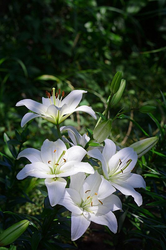 Các loại củ hoa Lily: Asiatic Lily, Oriental Lily và nhiều hơn nữa